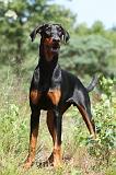 DOBERMANN 764